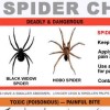 USA Spider Identification Chart