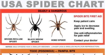 USA Spider Identification Chart