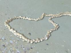 FREE Shell Necklace