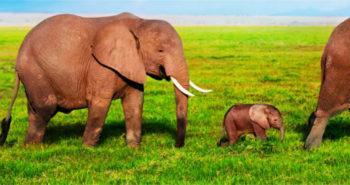 FREE #ElephantYogaChallenge Sticker