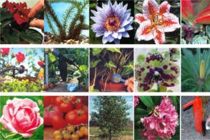 FREE Plant Food Sample from Gardenlink