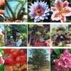 FREE Plant Food Sample from Gardenlink