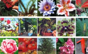 FREE Plant Food Sample from Gardenlink