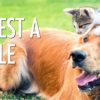 FREE Canidae Dog or Cat Food Samples