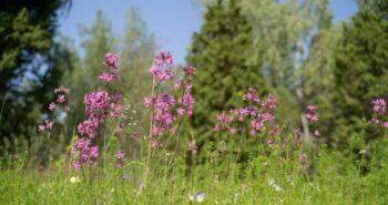 FREE Seed Packet from WWF